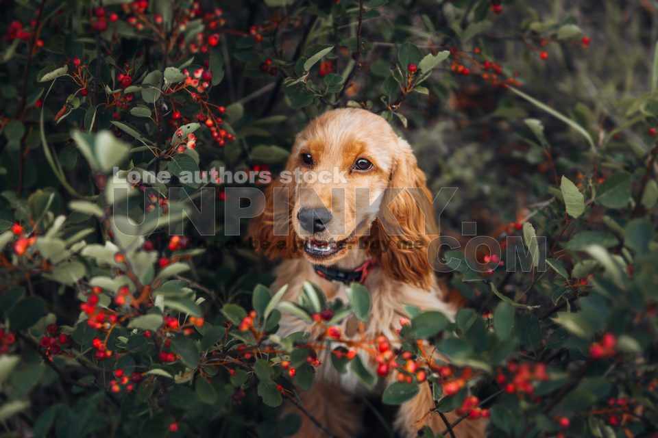 Beautiful puppy of cocker spaniel dog is sitting at the bushes and smile