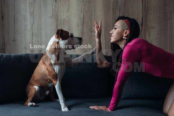 An attractive woman with long hair playing with an amstaff dog on the sofa. Young lady with a dog