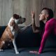 An attractive woman with long hair playing with an amstaff dog on the sofa and give five. Young lady with a dog