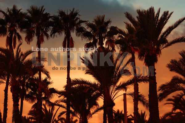 Palm trees at the golden sunset at the Africa