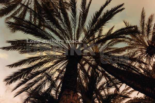 Palm trees and the sea at the sunset