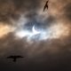 Crows circle around the new moon in front of heavy clouds