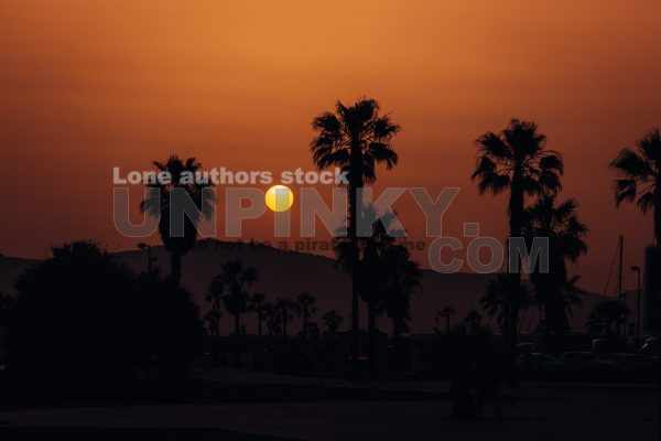 Palm trees at the golden sunset at the Africa