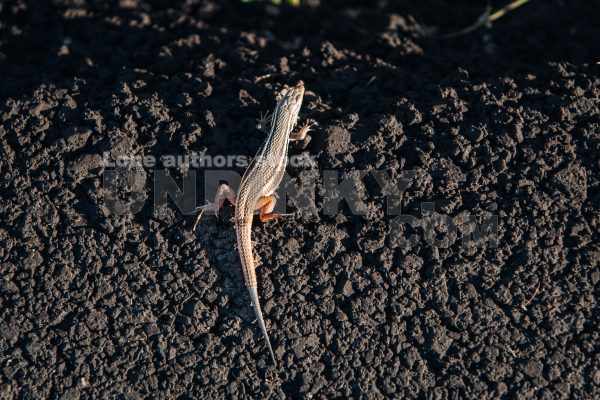 Lizard warming up on the road