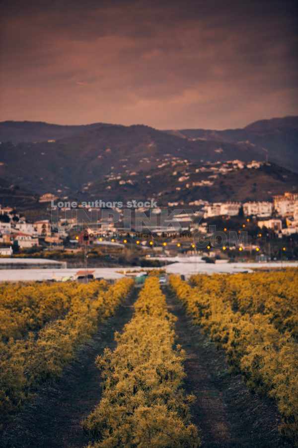 Plantation with olives against the backdrop of mountains in the evening